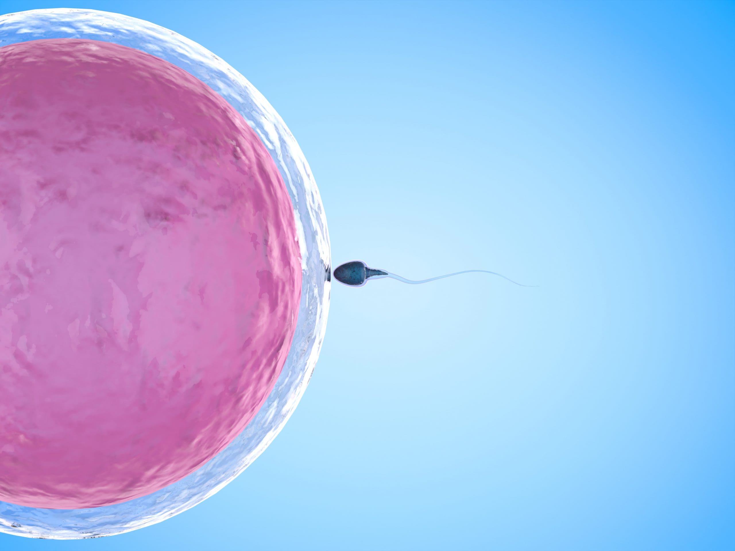 CGI closeup of sperm fertilising an egg during the pregnancy process.