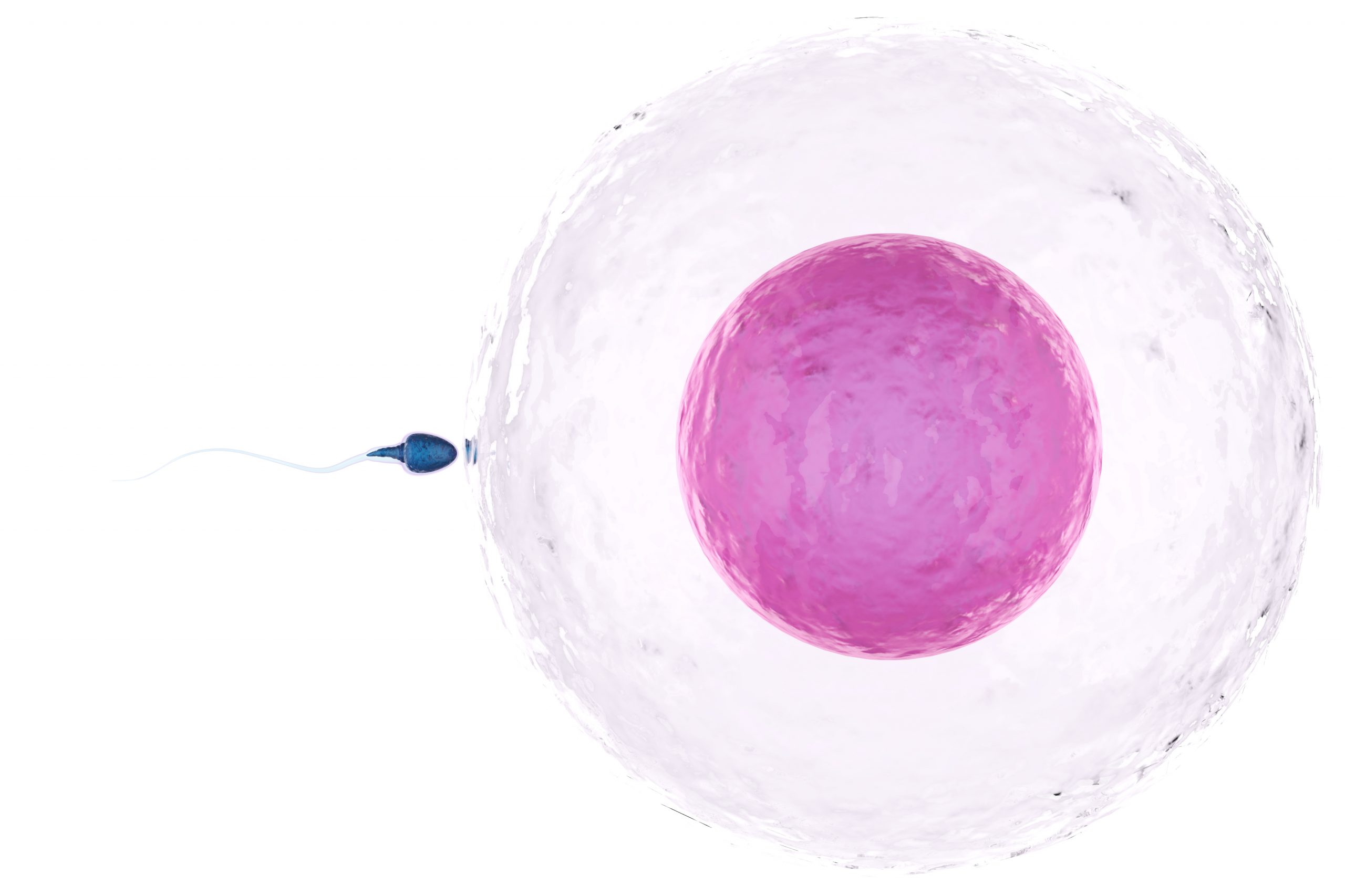 Sperm Fertilizing an egg.