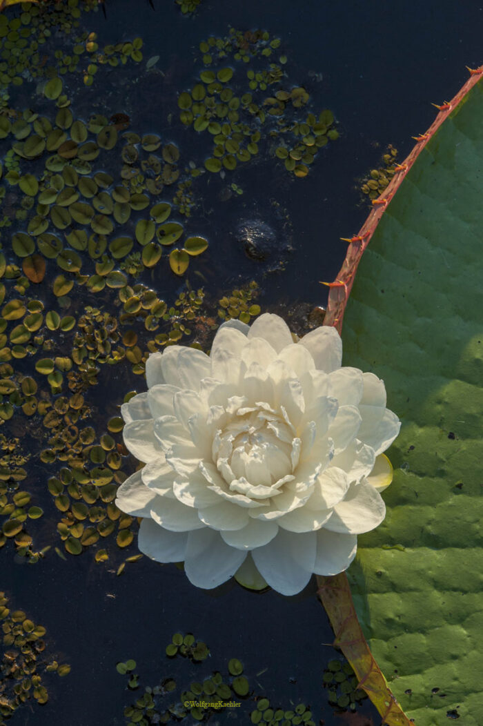 A blog post image showing a Victoria Amazonica Giant Water Lily Leaf