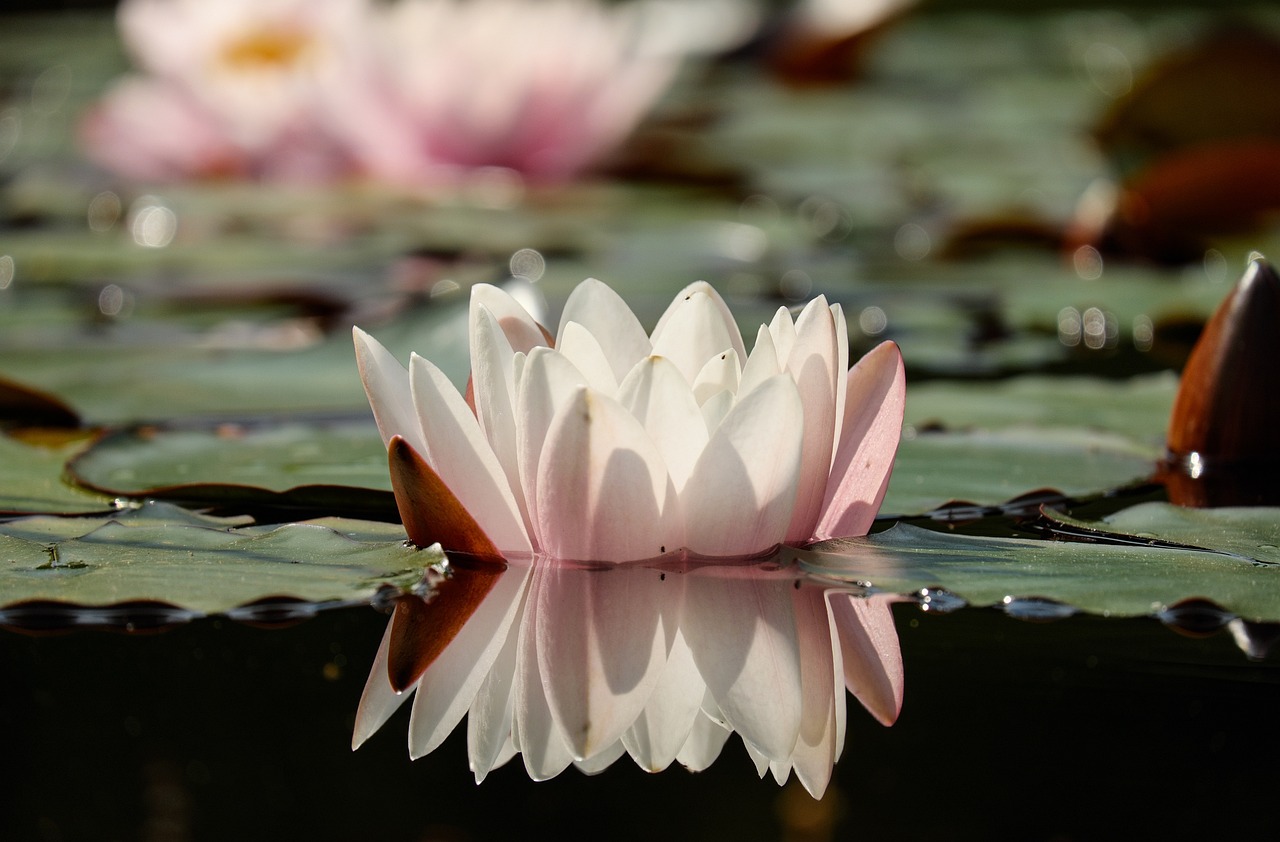 Water lily to reflect the CRGH counsellors